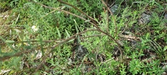 Pimelea stricta