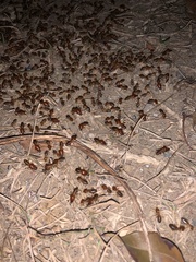 Syntermes molestus