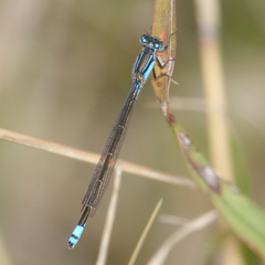 Ischnura heterosticta