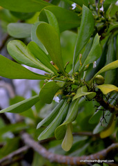 Magnoliopsida