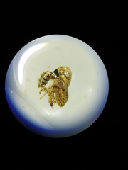 Hemiptera