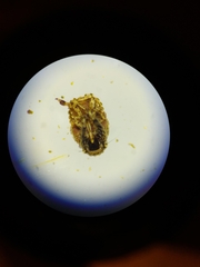 Hemiptera
