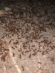 Syntermes molestus