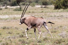 Oryx beisa beisa