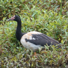 Anseranas semipalmata