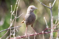 Calamonastes simplex