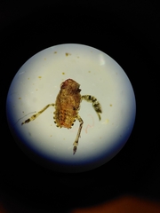 Hemiptera
