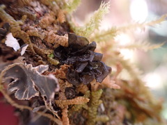 Scytinium polycarpum