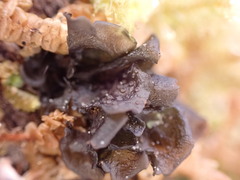 Scytinium polycarpum