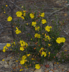 Hibbertia eatoniae