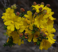 Hibbertia eatoniae
