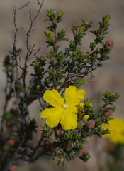 Hibbertia eatoniae