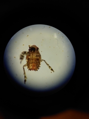Hemiptera