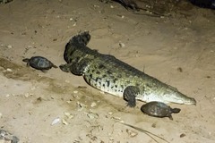 Crocodylus niloticus