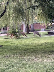 Odocoileus virginianus