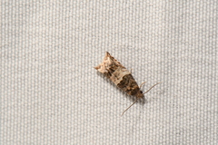 Epinotia