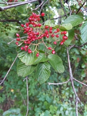 Viburnum dilatatum