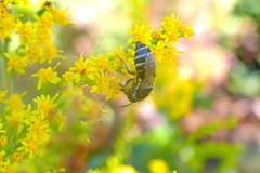 Colletes simulans armatus