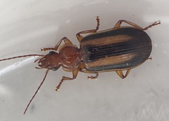 Lebiinae
