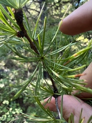 Larix occidentalis