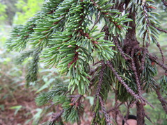 Picea glehnii