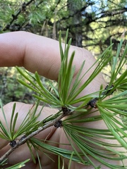 Larix occidentalis