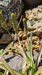 Plantago maritima