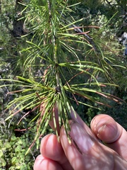 Larix occidentalis