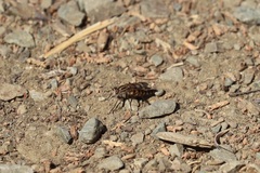 Therevidae