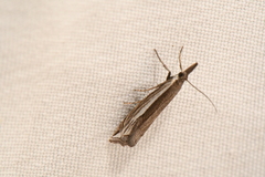 Raphiptera argillaceellus