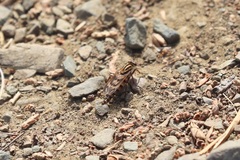 Therevidae
