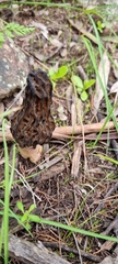 Morchella australiana