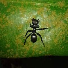 Cephalotes atratus