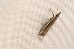 Raphiptera argillaceellus