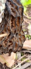 Morchella australiana