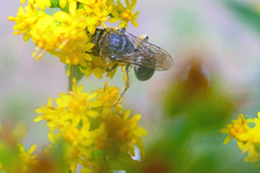 Colletes simulans armatus