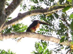 Pteroglossus torquatus