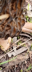 Morchella australiana