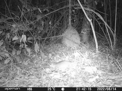 Philander opossum