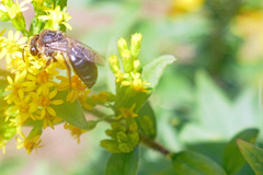 Colletes simulans armatus