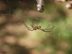 Mecynogea lemniscata