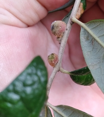 Disholcaspis quercusvirens