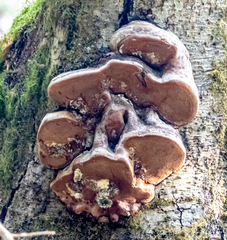 Fomes excavatus