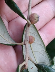 Disholcaspis quercusvirens