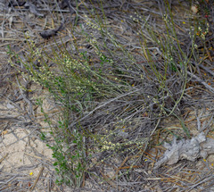 Psammomoya choretroides