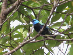 Stilpnia cyanicollis