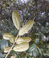 Disholcaspis quercusvirens