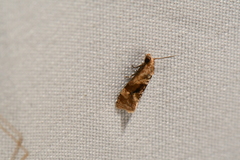 Gynnidomorpha romonana