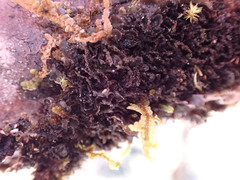 Scytinium polycarpum