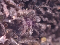 Scytinium polycarpum